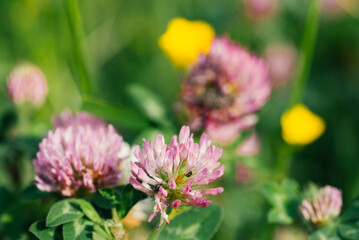 Gros plan sur des fleurs de trèfle. Des fleurs de trèfle en gros plan. Des fleurs violettes dans une prairie