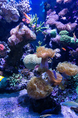 Naklejka na ściany i meble Beautiful underwater landscape with colorful corals and dynamic underwater wildlife fauna.