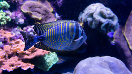 Exotic saltwater fish with wide blue and narrow yellow stripes in front of a coral reef.