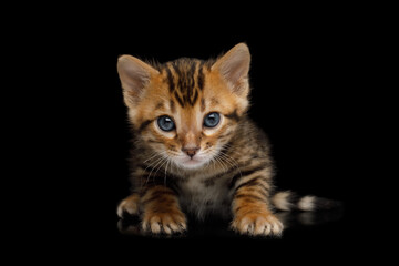 Closeup portrait of Bengal Kitten with gold Fur on isolated Black Background front view