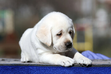 the nice yellow labrador puppy in summer close up