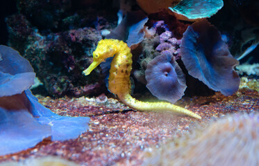 A sea horse that sits at the bottom of the water on the sand among beautiful and colorful plants, stones and corals. - obrazy, fototapety, plakaty