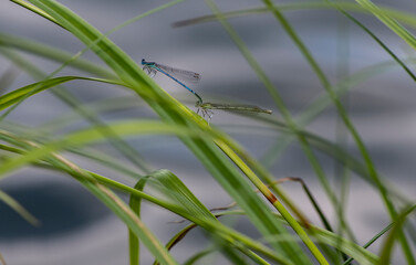 beautiful bright river dragonfly sits on a green plant stem