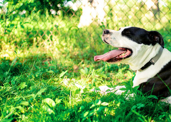 A dog of the American Staffordshire terrier breed. A joyful dog lies on a background of blurred green grass and trees. The summer photo was taken outside the city