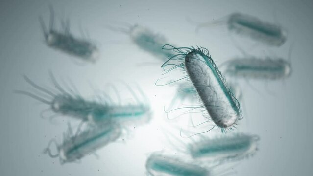 Animation of ecoli bacteria in water under the microscope.