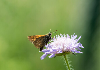 summer forest insects collect nectar on flowers in the morning