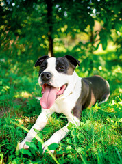 Fototapeta premium A dog of the American Staffordshire terrier breed. A joyful dog lies on a background of blurred green grass and trees. The summer photo was taken outside the city
