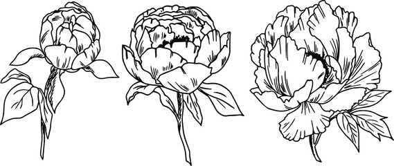 Hand drawn ink peonies. Tattoo. Postcard elements. To create decor. Spring. Aromatics. Home decor. Flower logo. Different stages of flowering peonies.