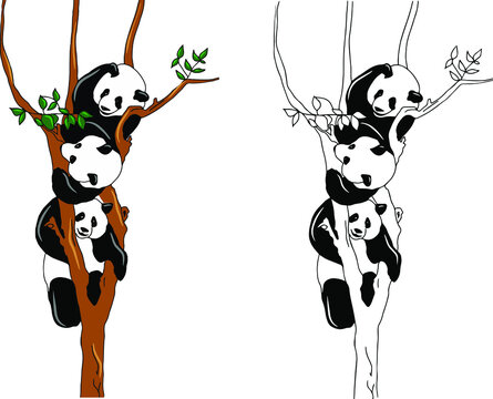 Drawn pandas in the wild. Panda on a tree. Bear. China. Panda in the habitat. Nature. Zoo. Cheerful lazy pandas on a tree. Bamboo bear. Asia.