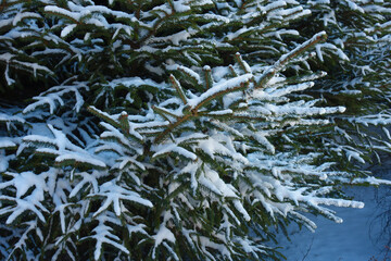 Shoots of spruce covered with snow in mid February