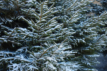 Spruces covered with white snow in mid February