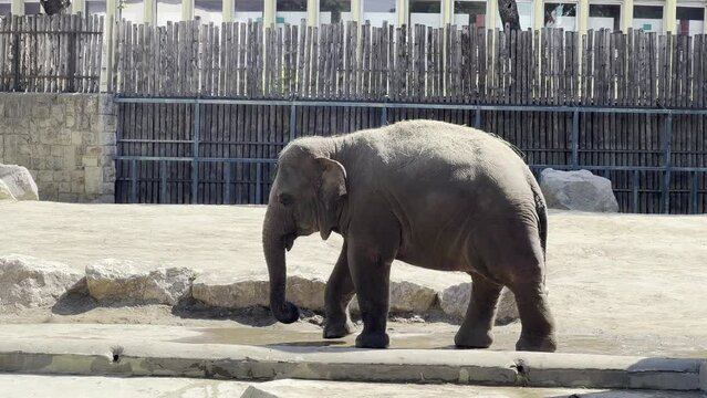 Elephant in the zoo walks around the enclosure