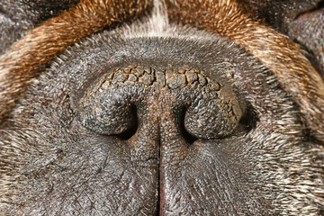 Dry brachycephalic dog nose with narrow nostrils of a French Bulldog - obrazy, fototapety, plakaty