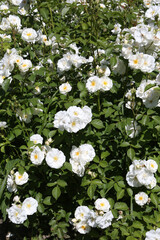 White roses (grade Spinaker, De Ruiter Innovations B. V.) in garden. Buds, inflorescence of flower closeup. Summer nature. Postcard with white rose. Roses blooming. White flowers, roses blossom. Photo