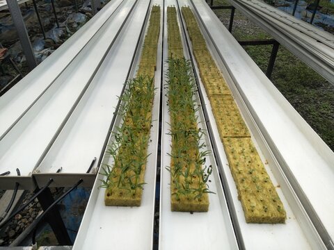 Hydroponic's nursering