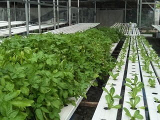 plants in a greenhouse