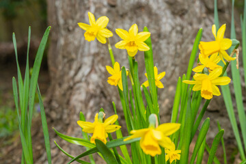 Obraz premium Jonquil
