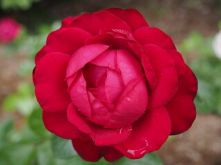 深紅のバラの花一輪