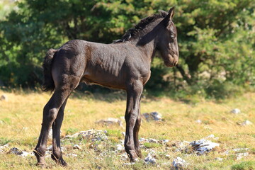 Cute foal standing on the meadow in beautiful sunny morning