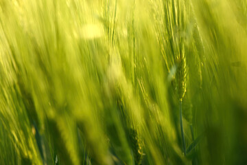Green unripe cultivated barley (Hordeum Vulgare) field in countryside