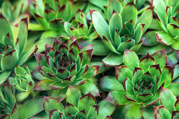 Common houseleek or Sempervivum tectorum growing in back yard