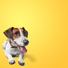 studio shot of a cute dog posing on a background