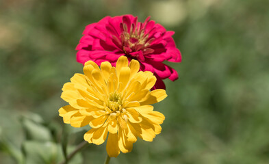 Red and yellow flowers of Zinnia