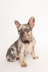 Adult mottled French bulldog sitting on a white background 