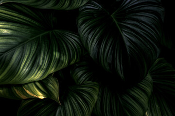 Closeup green leaves of tropical plant in garden. Dense dark shiny green leaf texture background....