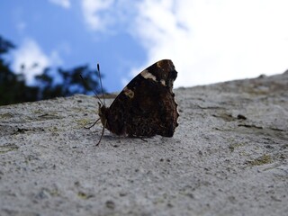 Butterfly with closed wing sits on a wall. Bottom view.