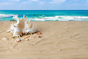 Beautiful seashell on the sand of the beach, against the backdrop of the sea. Place for your text....