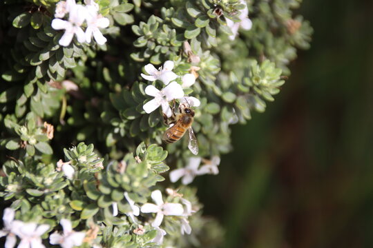Native Bee collecting pollen from a Westringia plant, Cranbourne East, Melbourne Victoria, Australia.