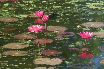 Pink lotus flower with unattractive stem and leaves in the pond