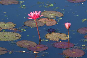 Pink lotus flower with unattractive stem and leaves in the pond