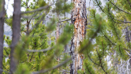 Arole tree in the Swiss National Park