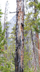 Fototapeta premium Arole tree in the Swiss National Park