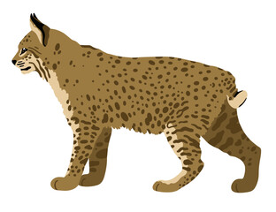 vector realistic illustration of a lynx isolated on white background © Vector rare animals