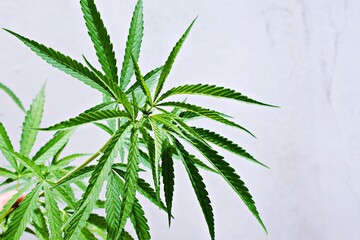 Green cannabis leaf medicinal plant with addictive substances white background
