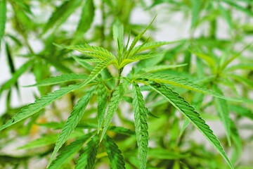 Green cannabis leaf medicinal plant with addictive substances white background