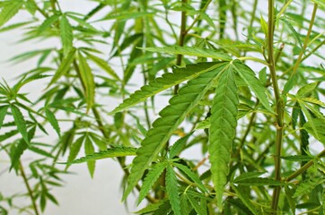 Green cannabis leaf medicinal plant with addictive substances white background