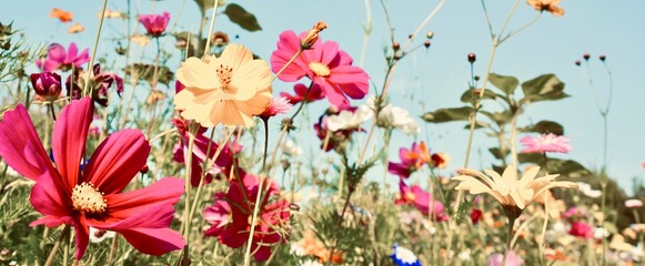 Wildflower meadow - Summer flowers background banner, panorama