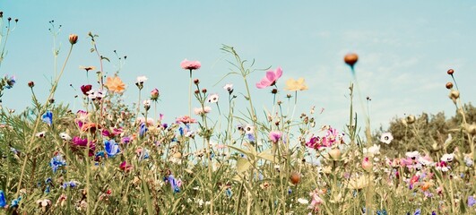 Wildflower meadow - Summer flowers background banner, panorama