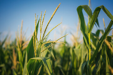 Corn flower at organic corn field. Beautiful rural landscape