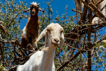 Close-up of a Goat standing in a tree	
