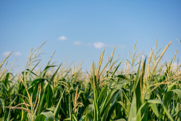 Fototapeta na wymiar Corn flower at organic corn field. Beautiful rural landscape