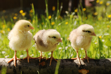 Three little chickens in the grass, a newborn bird.