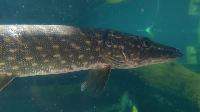 Close-up of a floating pike in the water. Underwater photography