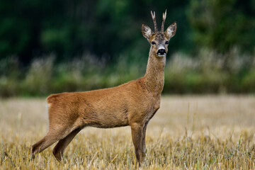 Kozioł sarny © Huerto