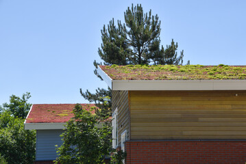 Den Helder, Netherlands. June 2022. Environmentally friendly roofs in a residential area in Den Helder.
