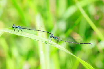 エゾイトトンボ　連結